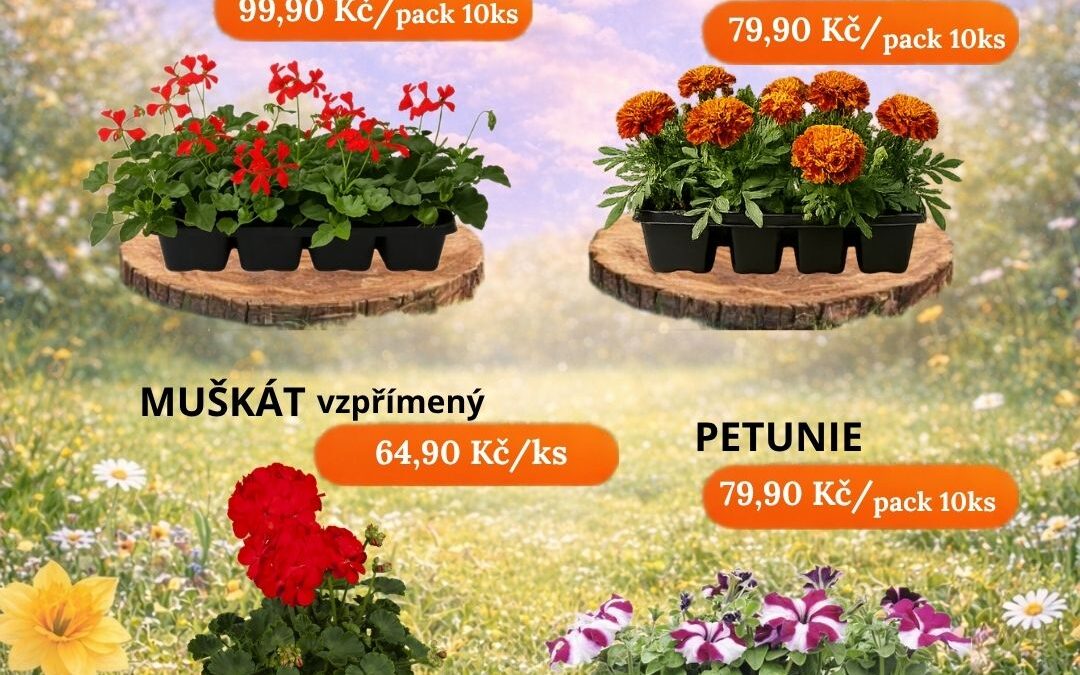 Naše nabídka květin