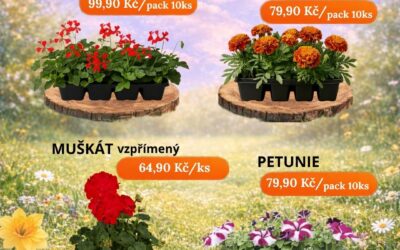 Naše nabídka květin