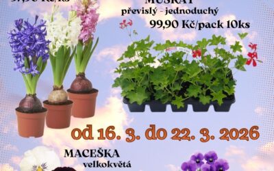 Naše nabídka květin