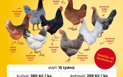 OBJEDNÁVKA KUŘIC A KOHOUTŮ