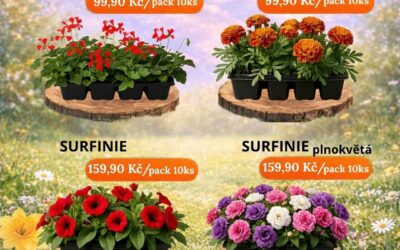 Naše nabídka květin