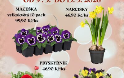 Naše nabídka květin